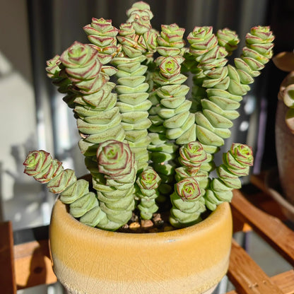 Sprout N Green 4'' Sedum lucidum Obesum, Live Succulent Fully Rooted in Pots with Soil Mix, Rare House Plant for Home Office Indoor Outdoor Wedding Decor, DIY Projects, Party Favor