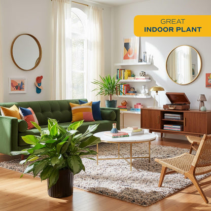 Costa Farms Chinese Evergreen Live Plant in Decorative Pot, Easy to Maintain, Air Purifying Indoor Houseplant, Home, Room, or Office Decor, House Warming or Birthday Gift, 12-18 Inches Tall