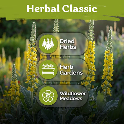 KVITER 150 Borage Seeds (Borago officinalis) - Blue Strawflower, Edible Flower for Teas, Attracts Pollinators - Heirloom Herb Seeds for Planting in Outdoor & Indoor Garden, Beds, Containers