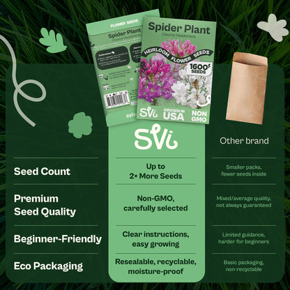 SVI 50 Teddy Bear Sunflower Seeds (Helianthus annuus) – Dwarf Teddy Bear Sunflower Seed Packets – Annual Cut Flower Seeds for Outdoor Garden & Indoor Garden, Containers, Patios, Flower Beds