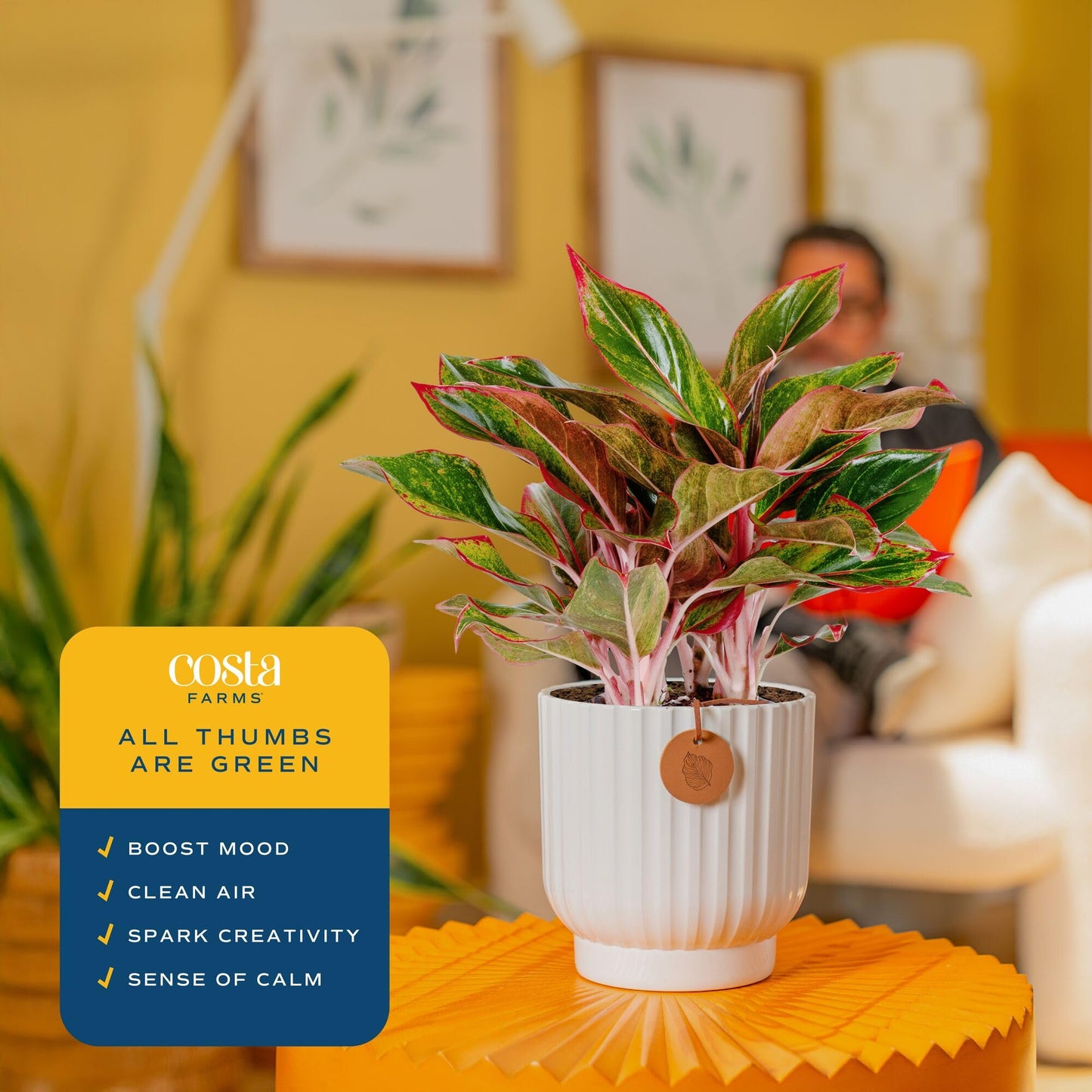 Costa Farms Chinese Evergreen Live Plant in Decorative Pot, Easy to Maintain, Air Purifying Indoor Houseplant, Home, Room, or Office Decor, House Warming or Birthday Gift, 12-18 Inches Tall