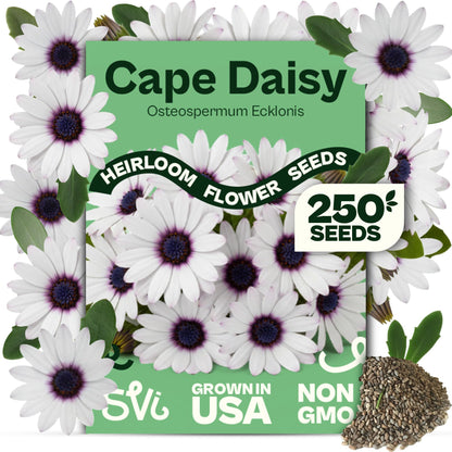 SVI 50 Teddy Bear Sunflower Seeds (Helianthus annuus) – Dwarf Teddy Bear Sunflower Seed Packets – Annual Cut Flower Seeds for Outdoor Garden & Indoor Garden, Containers, Patios, Flower Beds