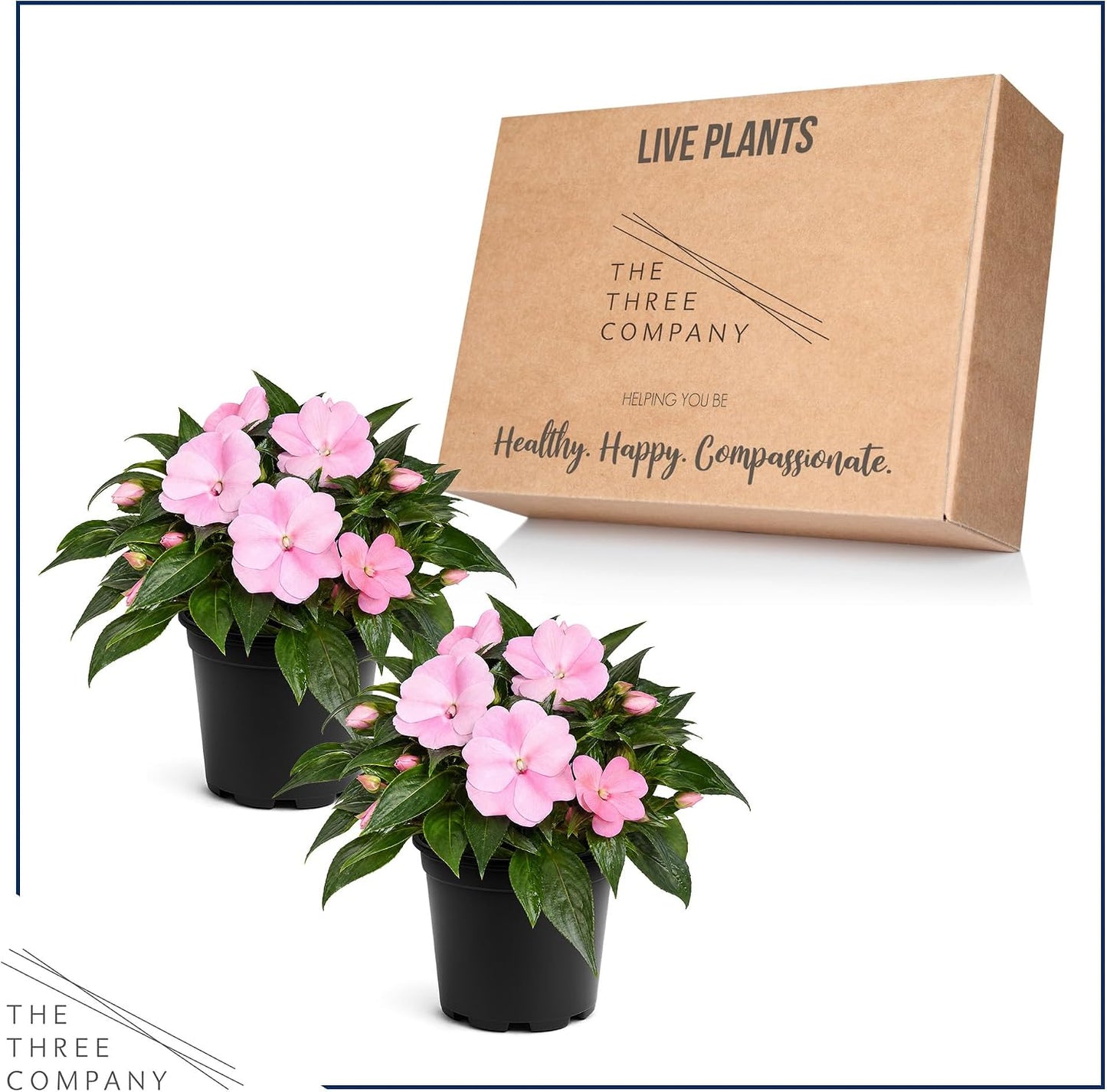 Live Flowering New Guinea Impatiens - Grower's Choice Assorted Colors (3 Plants Per Pack) - Beautiful Shade Flowers - 12" Tall by 5" Wide in 1 Qt Pot
