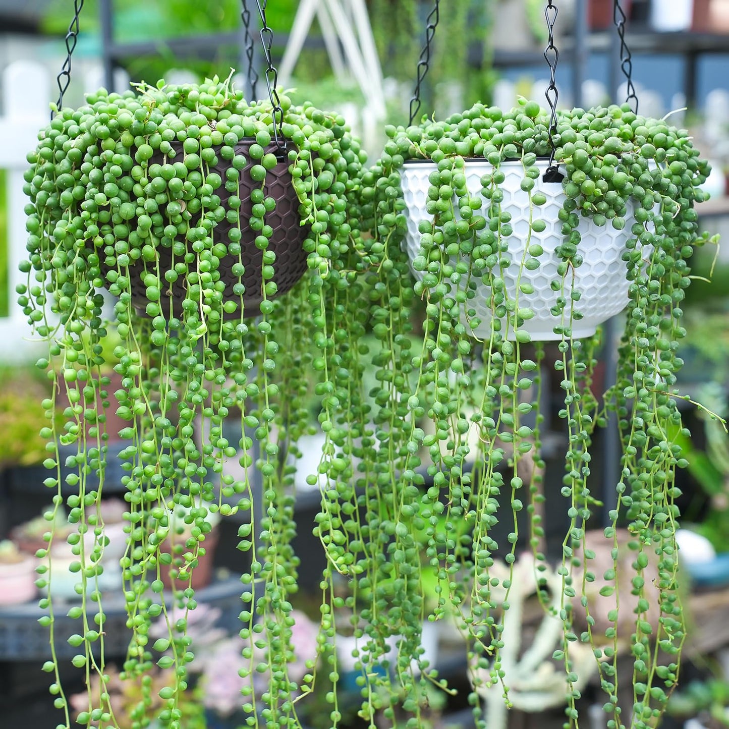 Sprout N Green 4'' Sedum lucidum Obesum, Live Succulent Fully Rooted in Pots with Soil Mix, Rare House Plant for Home Office Indoor Outdoor Wedding Decor, DIY Projects, Party Favor
