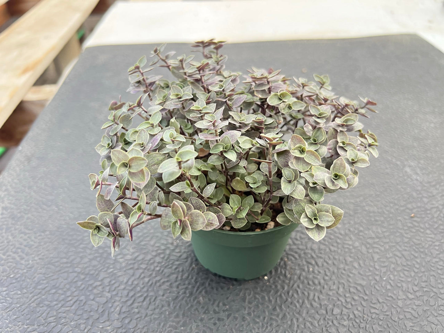 Sprout N Green 4'' Sedum lucidum Obesum, Live Succulent Fully Rooted in Pots with Soil Mix, Rare House Plant for Home Office Indoor Outdoor Wedding Decor, DIY Projects, Party Favor