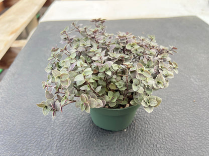 Sprout N Green 4'' Sedum lucidum Obesum, Live Succulent Fully Rooted in Pots with Soil Mix, Rare House Plant for Home Office Indoor Outdoor Wedding Decor, DIY Projects, Party Favor