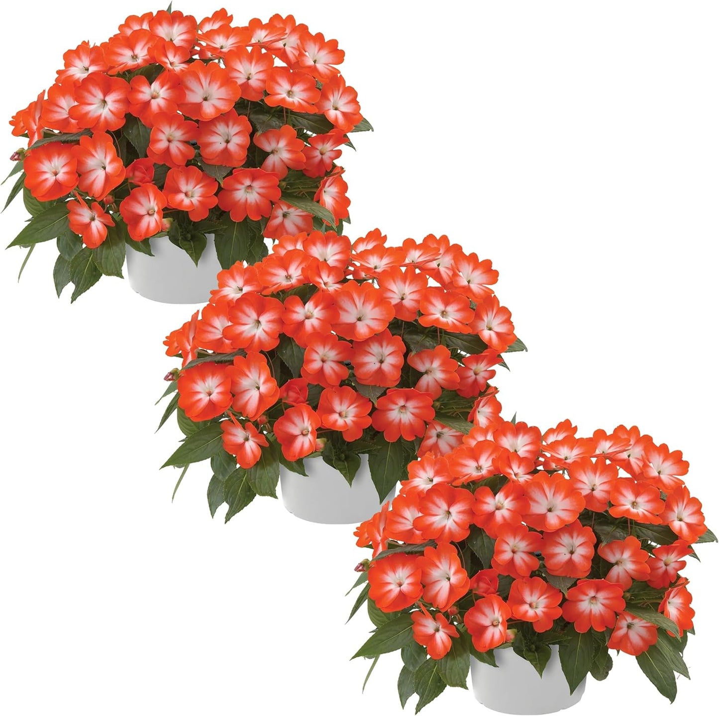 Live Flowering New Guinea Impatiens - Grower's Choice Assorted Colors (3 Plants Per Pack) - Beautiful Shade Flowers - 12" Tall by 5" Wide in 1 Qt Pot