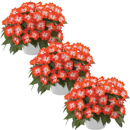 Live Flowering New Guinea Impatiens - Grower's Choice Assorted Colors (3 Plants Per Pack) - Beautiful Shade Flowers - 12" Tall by 5" Wide in 1 Qt Pot