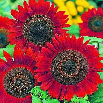 Red Sunflower Seeds for Planting - 50 Heirloom Non GMO Velvet Queen Flower Seeds Plant & Grow Home Outdoor Annual Garden - 1 Packet