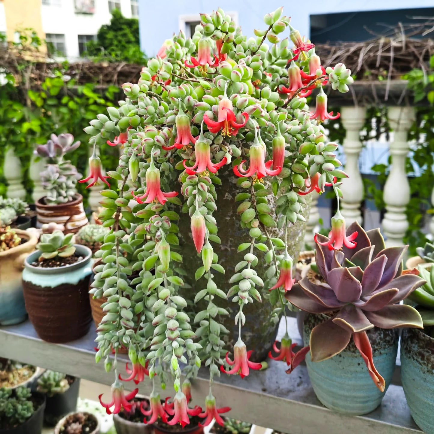 Sprout N Green 4'' Sedum lucidum Obesum, Live Succulent Fully Rooted in Pots with Soil Mix, Rare House Plant for Home Office Indoor Outdoor Wedding Decor, DIY Projects, Party Favor