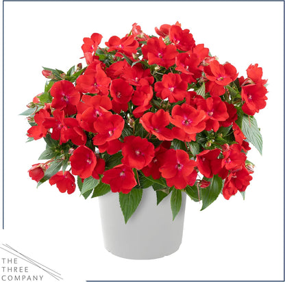 Live Flowering New Guinea Impatiens - Grower's Choice Assorted Colors (3 Plants Per Pack) - Beautiful Shade Flowers - 12" Tall by 5" Wide in 1 Qt Pot