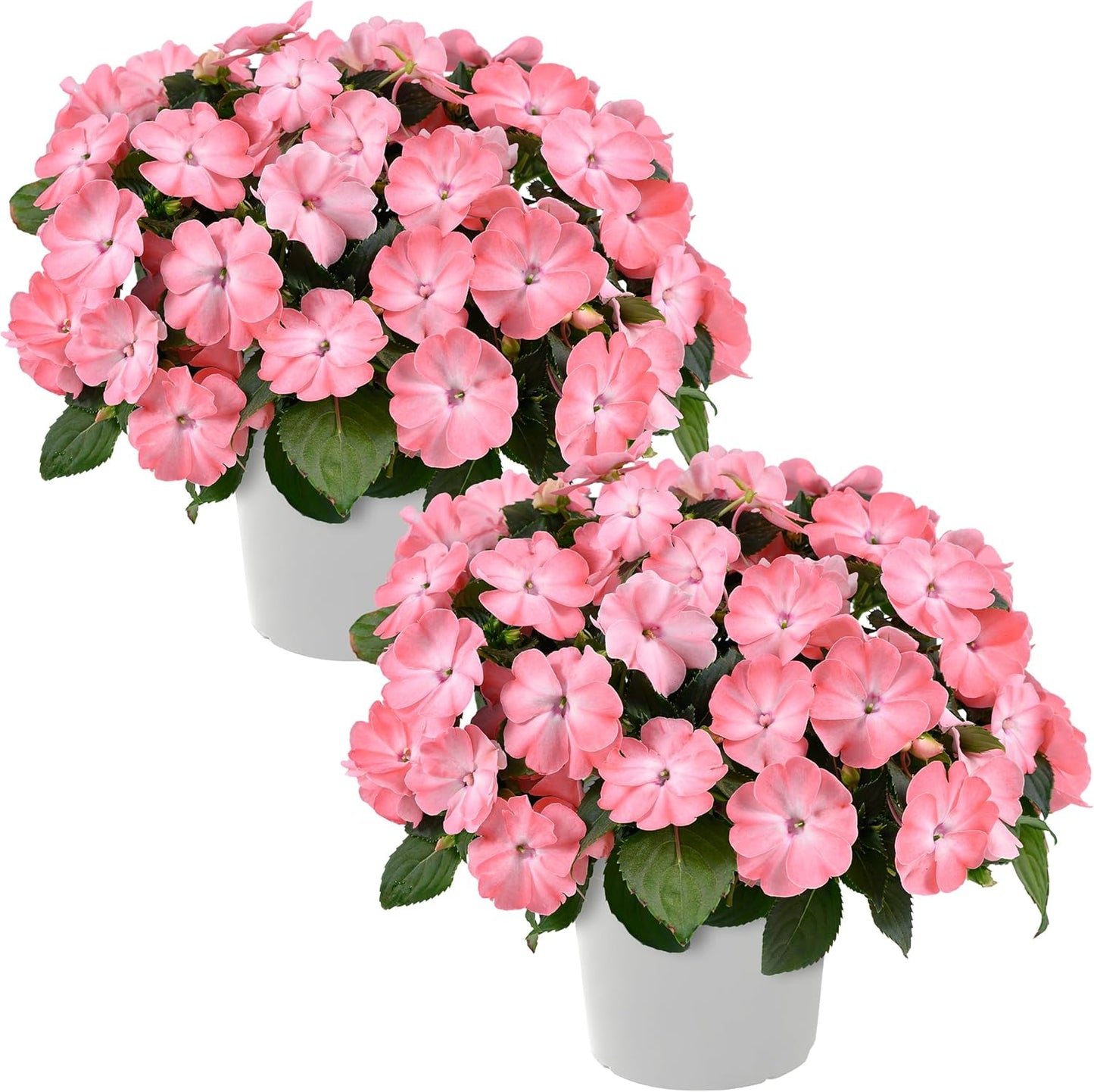 Live Flowering New Guinea Impatiens - Grower's Choice Assorted Colors (3 Plants Per Pack) - Beautiful Shade Flowers - 12" Tall by 5" Wide in 1 Qt Pot