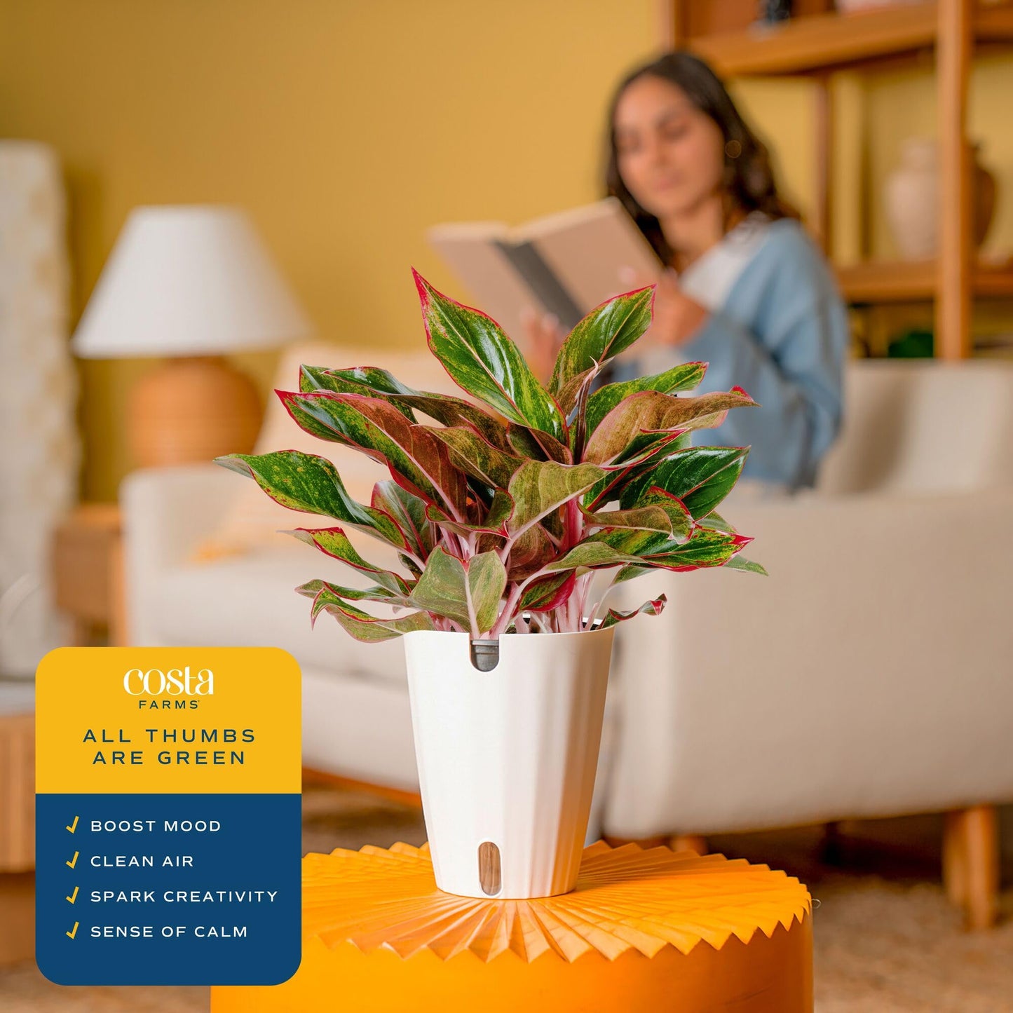 Costa Farms Chinese Evergreen Live Plant in Decorative Pot, Easy to Maintain, Air Purifying Indoor Houseplant, Home, Room, or Office Decor, House Warming or Birthday Gift, 12-18 Inches Tall