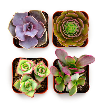 Shop Succulents Colorful Succulent Plant Pack 2" Grow Pot Pack of 6