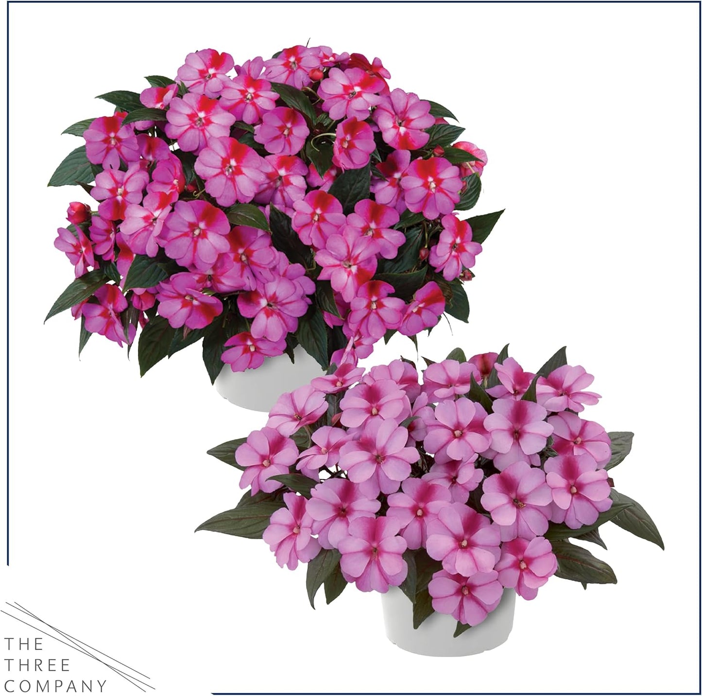 Live Flowering New Guinea Impatiens - Grower's Choice Assorted Colors (3 Plants Per Pack) - Beautiful Shade Flowers - 12" Tall by 5" Wide in 1 Qt Pot
