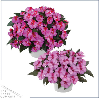 Live Flowering New Guinea Impatiens - Grower's Choice Assorted Colors (3 Plants Per Pack) - Beautiful Shade Flowers - 12" Tall by 5" Wide in 1 Qt Pot