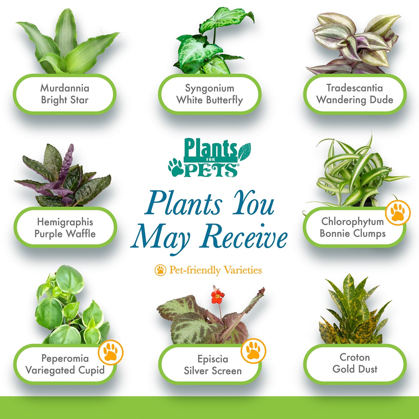 Easy to Grow Houseplants (12 Pack) Live House Plants in Plant Containers, Growers Choice Plant Set in Planters with Potting Soil Mix, Home Décor Planting Kit or Outdoor Garden Gifts by Plants for Pets