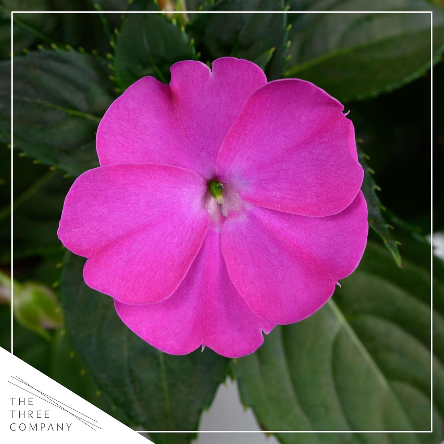 Live Flowering New Guinea Impatiens - Grower's Choice Assorted Colors (3 Plants Per Pack) - Beautiful Shade Flowers - 12" Tall by 5" Wide in 1 Qt Pot
