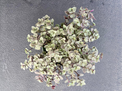 Sprout N Green 4'' Sedum lucidum Obesum, Live Succulent Fully Rooted in Pots with Soil Mix, Rare House Plant for Home Office Indoor Outdoor Wedding Decor, DIY Projects, Party Favor