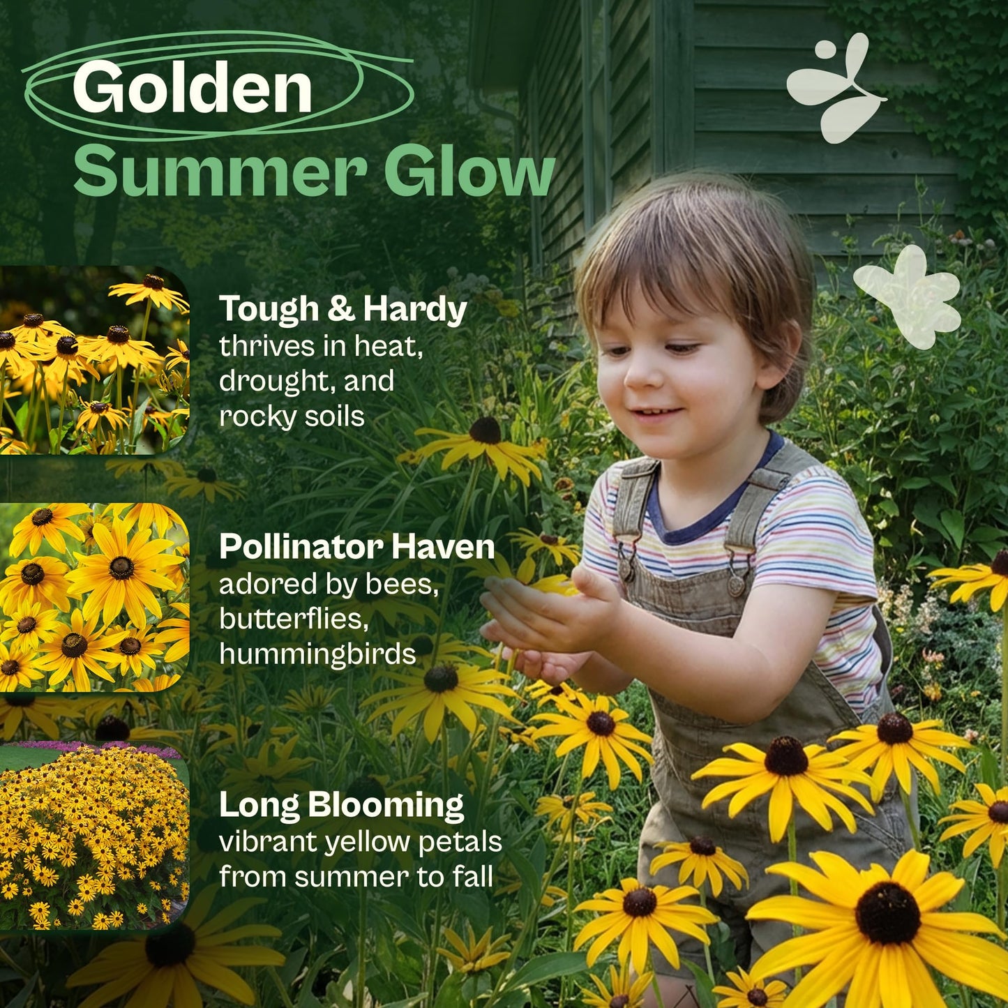 SVI 50 Teddy Bear Sunflower Seeds (Helianthus annuus) – Dwarf Teddy Bear Sunflower Seed Packets – Annual Cut Flower Seeds for Outdoor Garden & Indoor Garden, Containers, Patios, Flower Beds