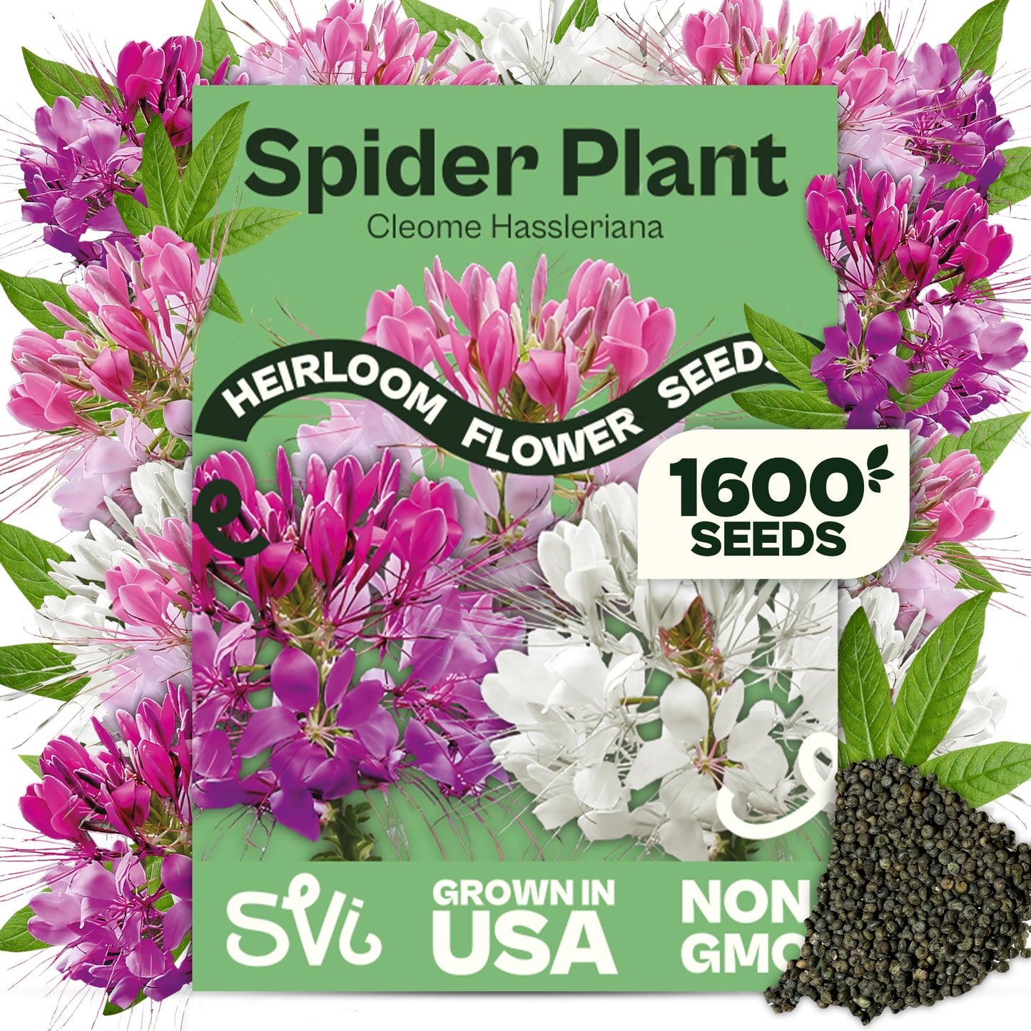 SVI 50 Teddy Bear Sunflower Seeds (Helianthus annuus) – Dwarf Teddy Bear Sunflower Seed Packets – Annual Cut Flower Seeds for Outdoor Garden & Indoor Garden, Containers, Patios, Flower Beds