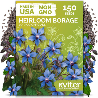 KVITER 150 Borage Seeds (Borago officinalis) - Blue Strawflower, Edible Flower for Teas, Attracts Pollinators - Heirloom Herb Seeds for Planting in Outdoor & Indoor Garden, Beds, Containers