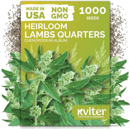 KVITER 150 Borage Seeds (Borago officinalis) - Blue Strawflower, Edible Flower for Teas, Attracts Pollinators - Heirloom Herb Seeds for Planting in Outdoor & Indoor Garden, Beds, Containers