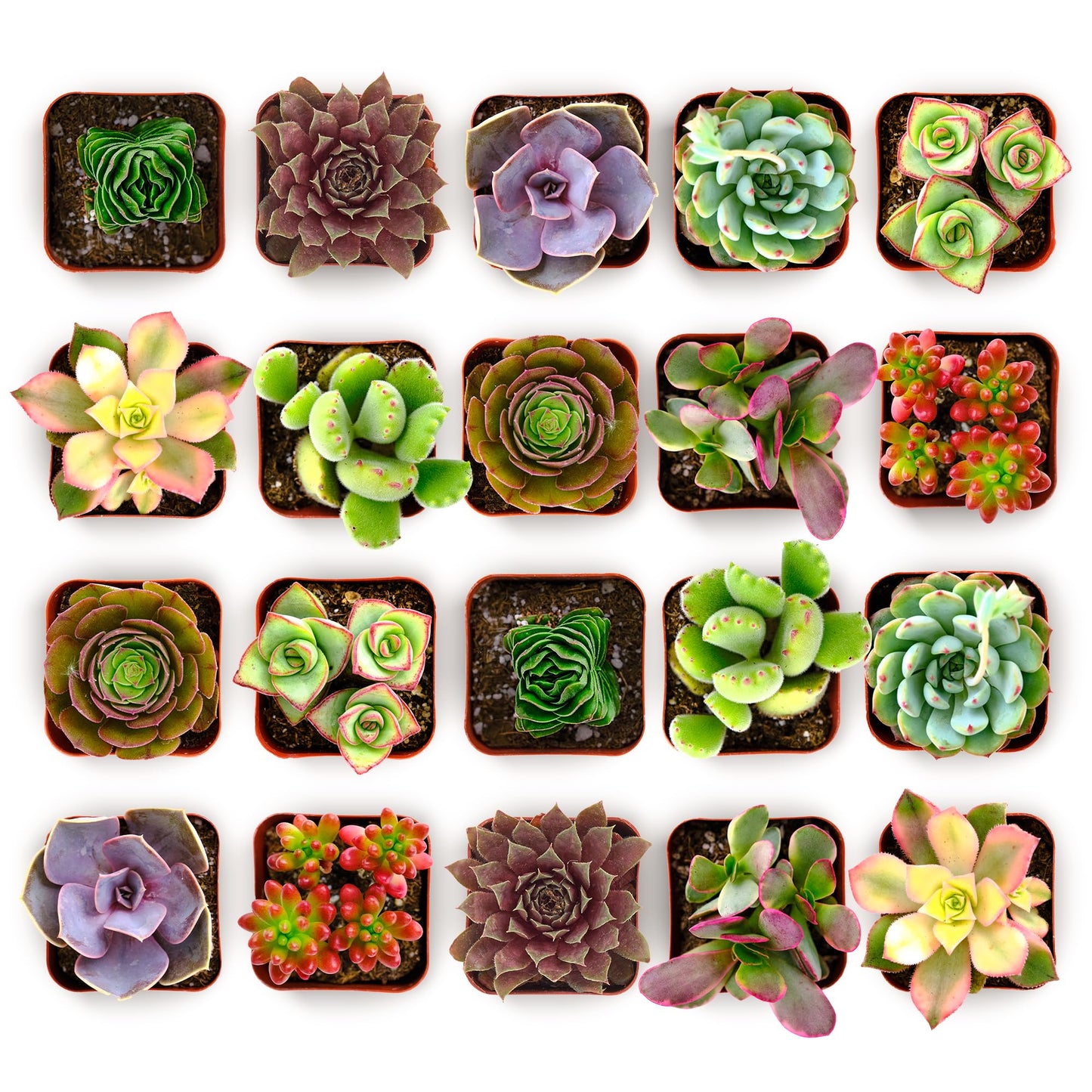 Shop Succulents Colorful Succulent Plant Pack 2" Grow Pot Pack of 6