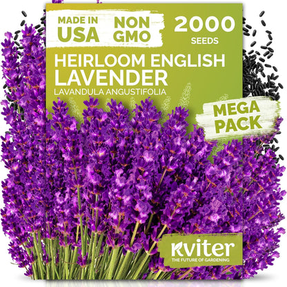 KVITER 150 Borage Seeds (Borago officinalis) - Blue Strawflower, Edible Flower for Teas, Attracts Pollinators - Heirloom Herb Seeds for Planting in Outdoor & Indoor Garden, Beds, Containers