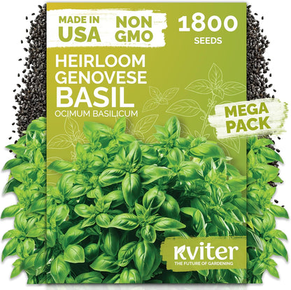 KVITER 150 Borage Seeds (Borago officinalis) - Blue Strawflower, Edible Flower for Teas, Attracts Pollinators - Heirloom Herb Seeds for Planting in Outdoor & Indoor Garden, Beds, Containers