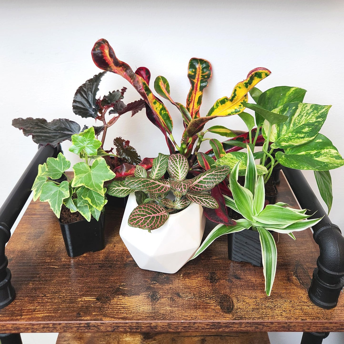 Easy to Grow Houseplants (12 Pack) Live House Plants in Plant Containers, Growers Choice Plant Set in Planters with Potting Soil Mix, Home Décor Planting Kit or Outdoor Garden Gifts by Plants for Pets