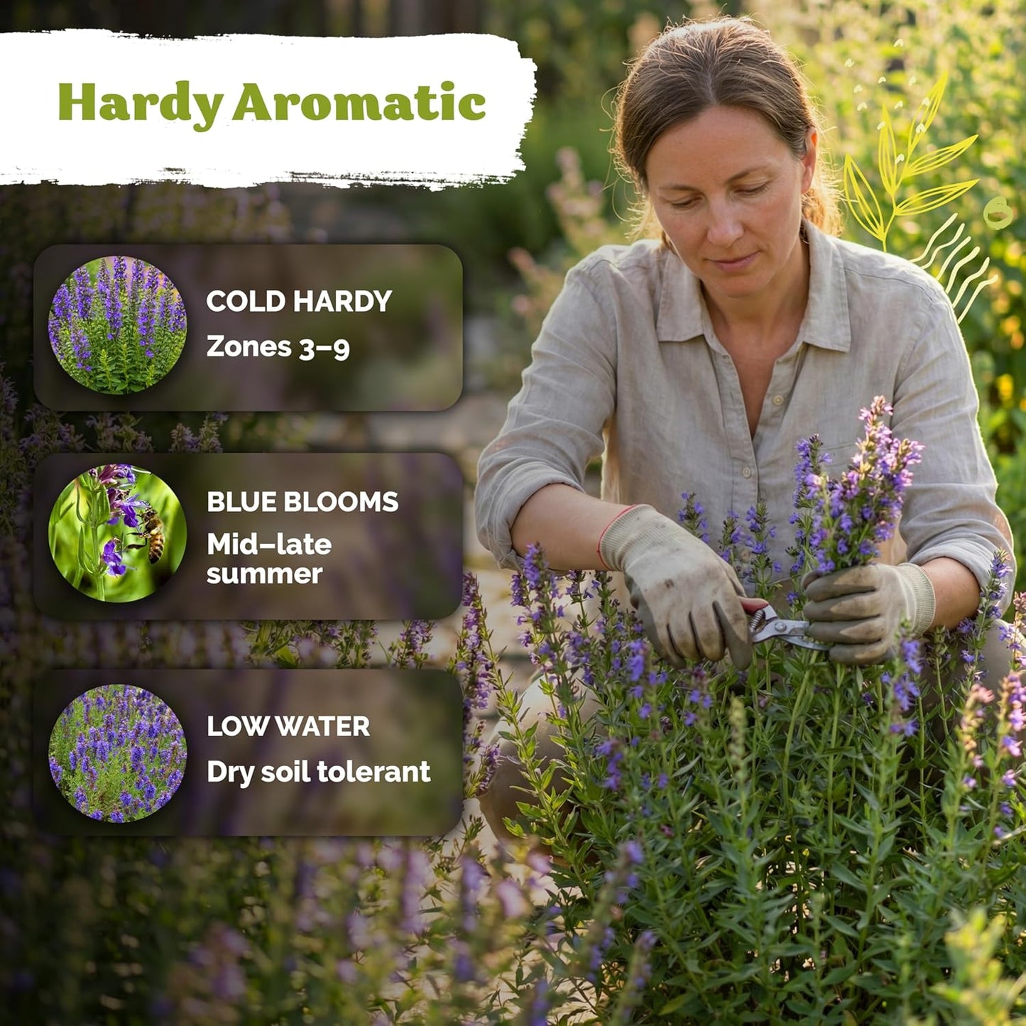 KVITER 150 Borage Seeds (Borago officinalis) - Blue Strawflower, Edible Flower for Teas, Attracts Pollinators - Heirloom Herb Seeds for Planting in Outdoor & Indoor Garden, Beds, Containers